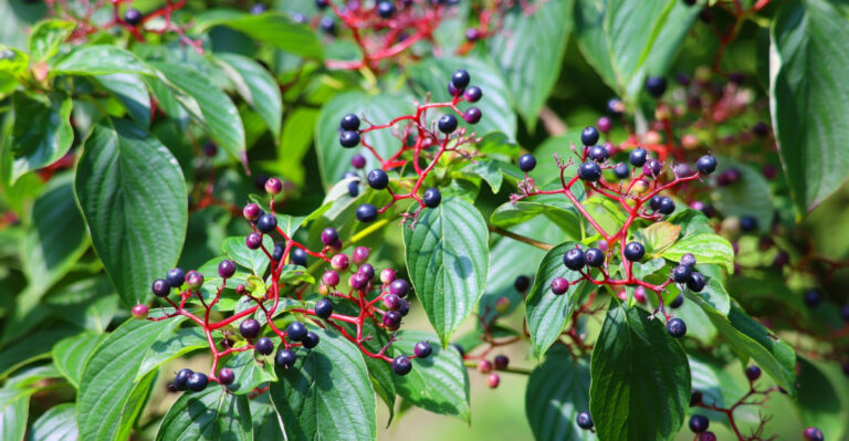 The Fast-Growing Native Shrub Indiana Gardeners Use For Natural Privacy