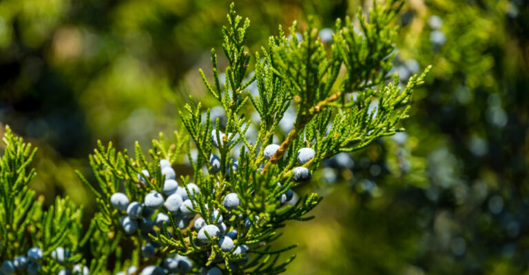 The Fast-Growing New Jersey Native Tree That Can Replace Your Fence In Two Years