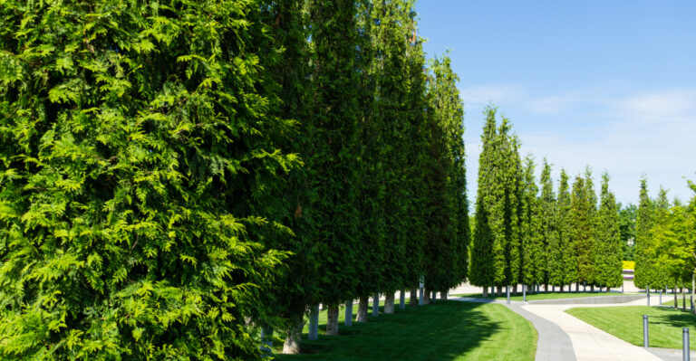 The Fast-Growing Tree That Fills Your Maryland Fence Line By Next Summer