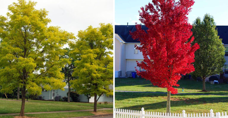 The Fast-Growing Trees Oregon Homeowners Should Keep Away From Foundations