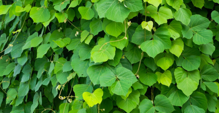 The Fast-Growing Vine Quietly Spreading Through New Jersey And How To Remove It