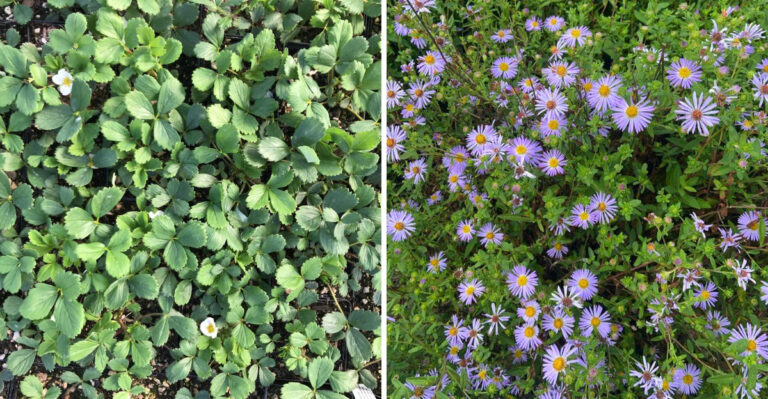 The Fast-Spreading Oregon Natives That Cover Bare Slopes Before Weeds Get There First
