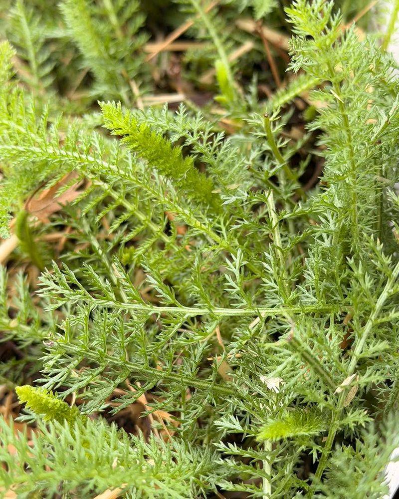 The Feathery Leaves Of Yarrow Offer More Than Just Good Looks