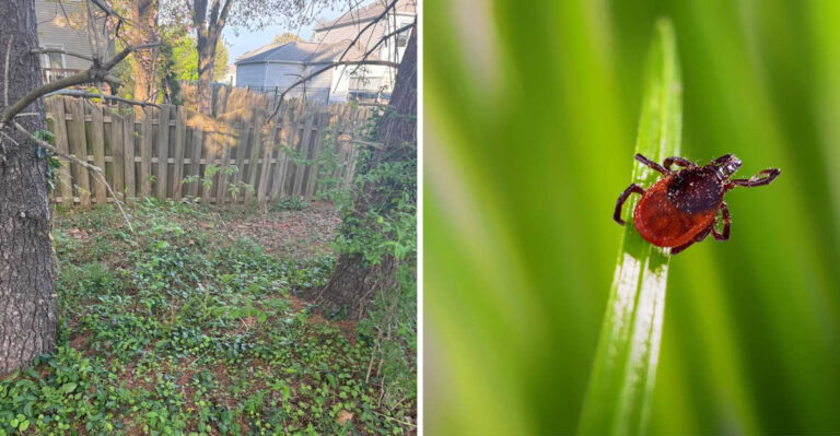 overgrown fence and tick