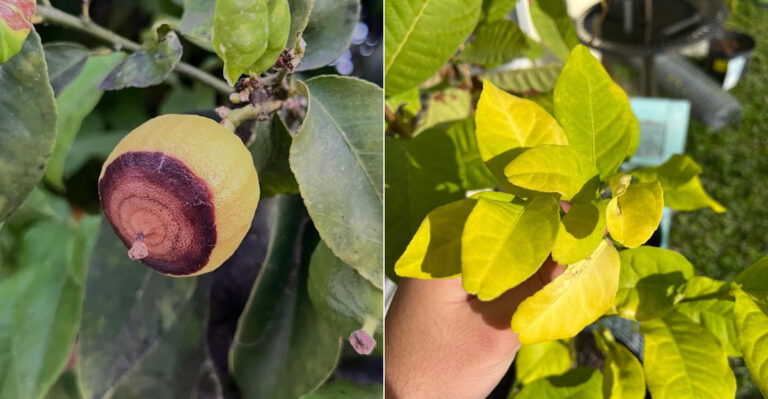 The Fertilizer Mistakes California Citrus Owners Make Every Summer That Hurt Their Trees