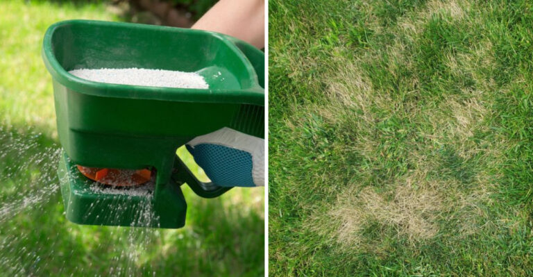The Fertilizing Mistake That Can Leave Georgia Lawns Struggling All Summer