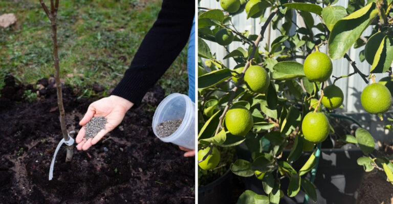 The Fertilizing Mistake That Damages Arizona Citrus In Summer
