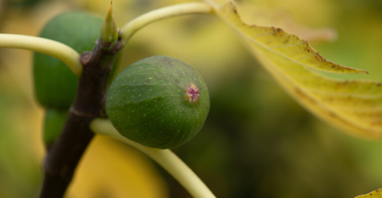 The Fig Tree Mistakes California Gardeners Make In Summer Heat
