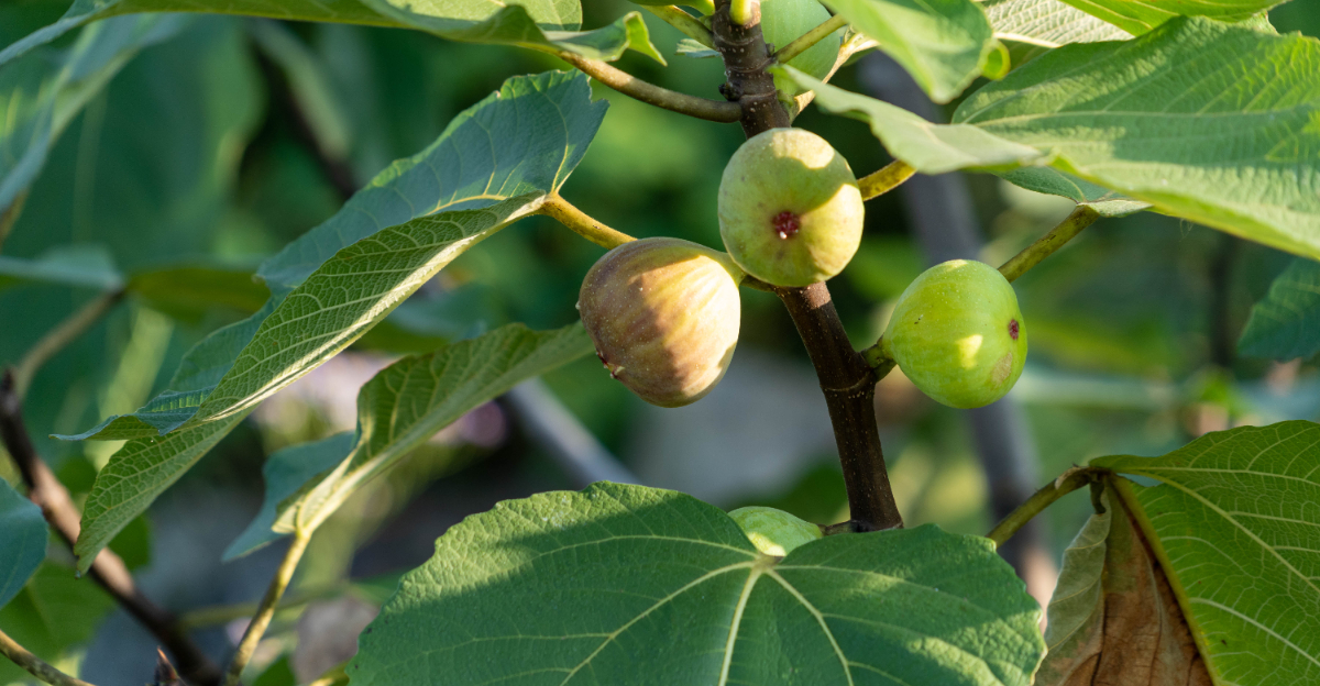 fig tree (featured image)