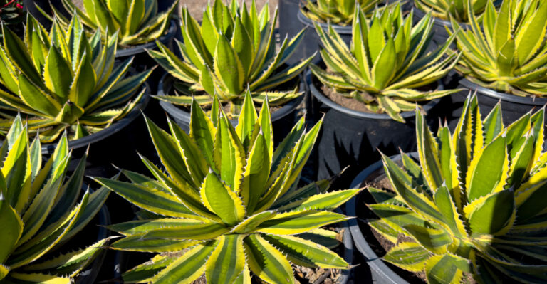 The Fire-Ready California Patio Plants That Won’t Feed A Wildfire