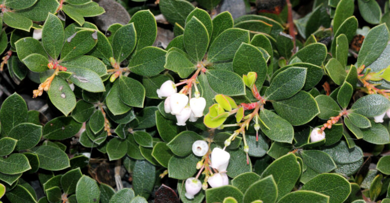 The Fire-Resistant California Groundcovers That Replace Ivy On Slopes