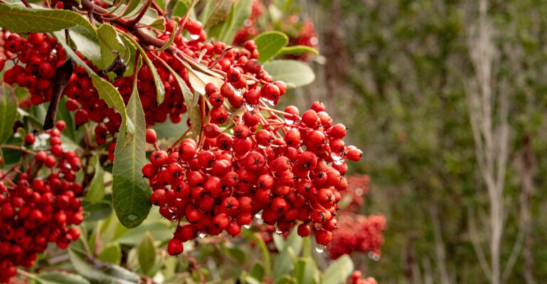 The Fire-Resistant California Plants That Create A Defensible Space And Still Look Beautiful