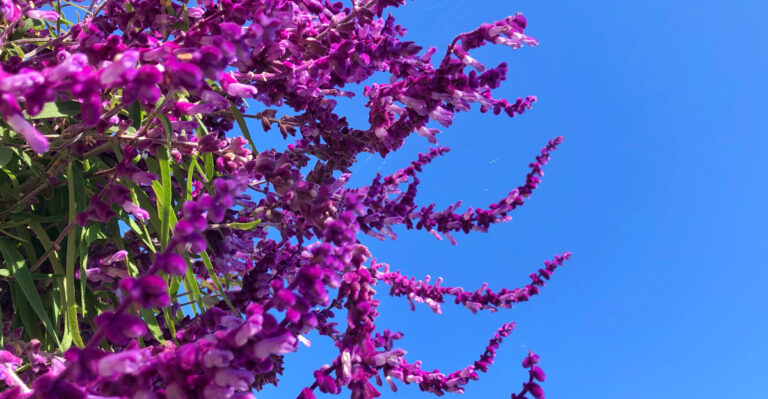The Fire-Resistant California Shrubs That Replace Ornamental Grasses Near Homes