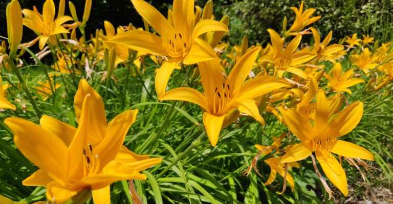 The First 8 Things To Do The Moment Your Tennessee Daylilies Bloom For A Fuller Second Flush