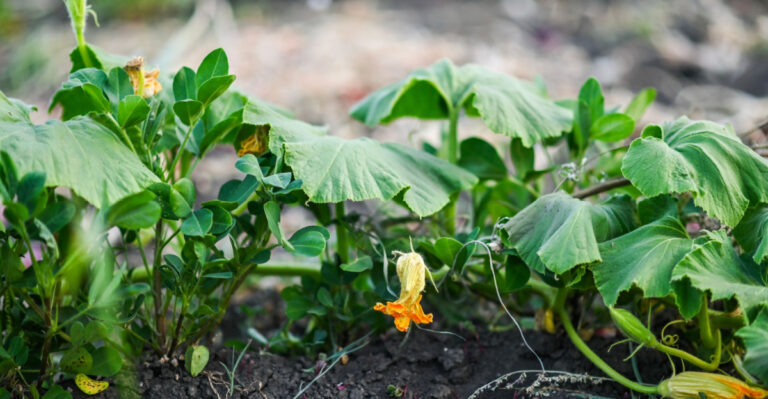 The First Steps To Take When Your Minnesota Squash Plants Start Setting Fruit