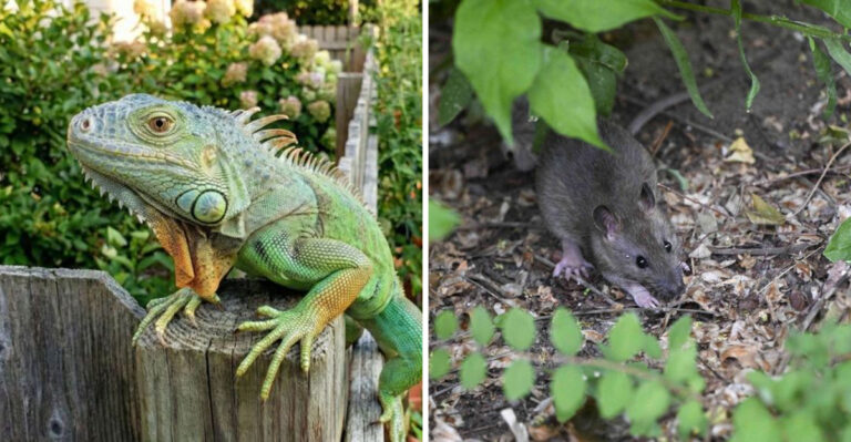 iguana and rat