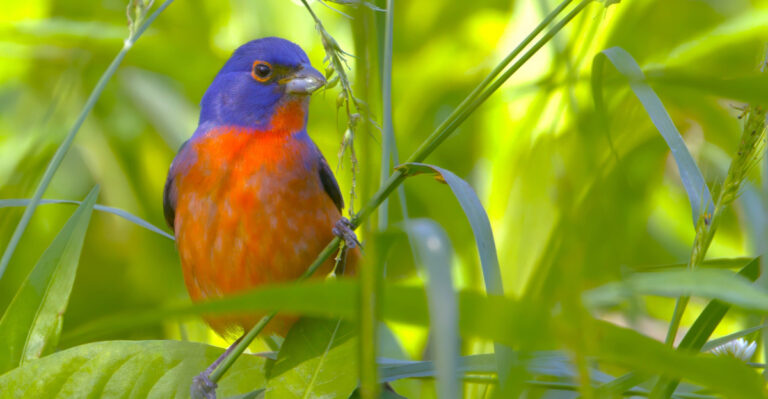 painted bunting