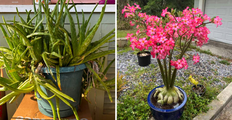 The Florida Plants That Hate Wet Feet Once Summer Rains Begin