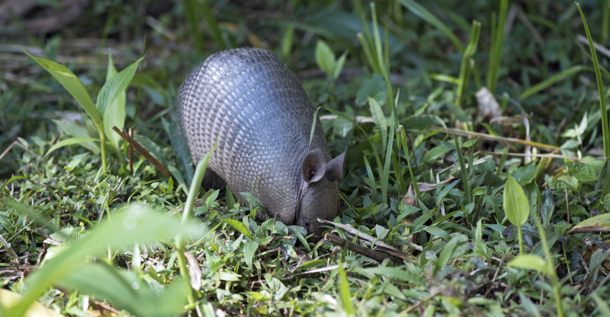 armadillo