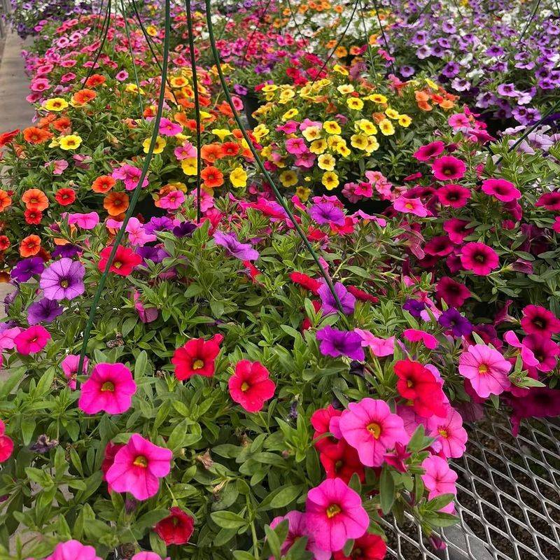 The Flower Is Calibrachoa The Flower Is Calibrachoa