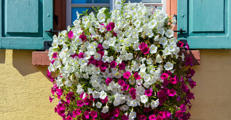 petunia on window