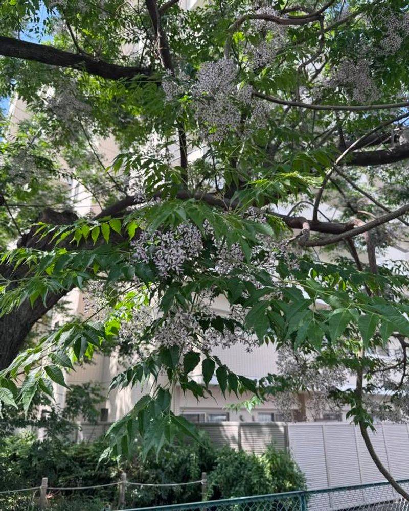 The Flowers Are Beautiful And Smell Fragrant The Flowers Are Beautiful And Smell Fragrant