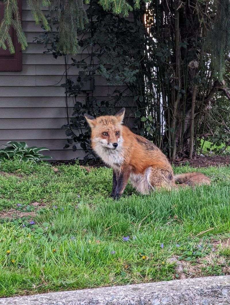 The Fox Is Likely Foraging For Food The Fox Is Likely Foraging For Food