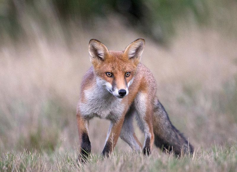 The Fox May Be Hunting Mice And Rats