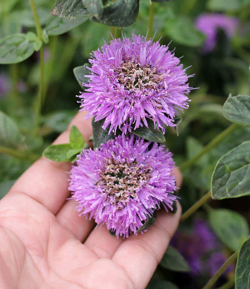 The Fragrant Leaves Make Paths And Borders Smell Fresh
