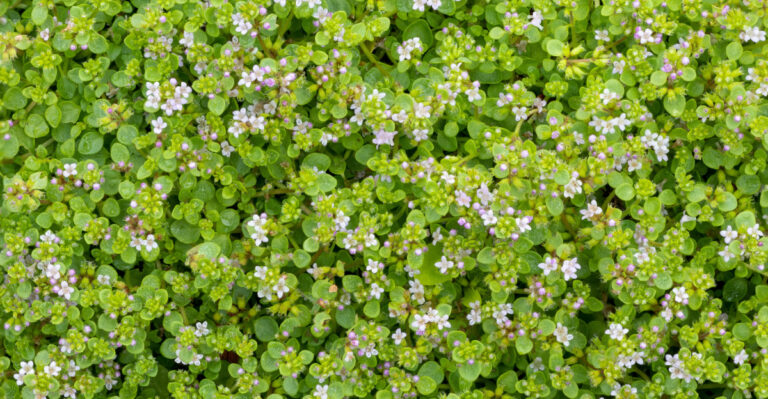 The Fragrant Plants That Suppress Oregon Weeds And Smell Incredible Doing It