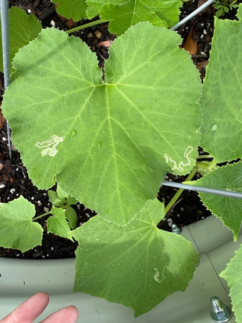 The Frass At The Stem Base Is The Pest's First Visible Confession