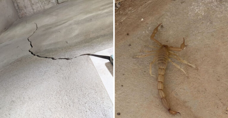 The Garage Habits Arizona Homeowners Use To Keep Scorpions From Coming Inside All Summer