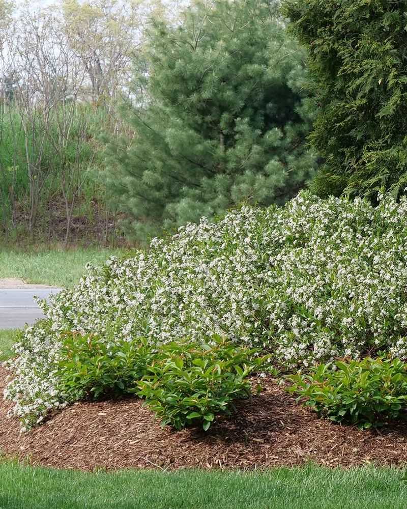 The Garden You Worked Hard To Build Might Be A Perfect Tick Habitat