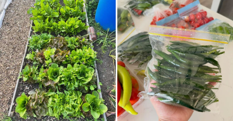The Gardening Trend That Could Help Michigan Families Save Hundreds On Produce