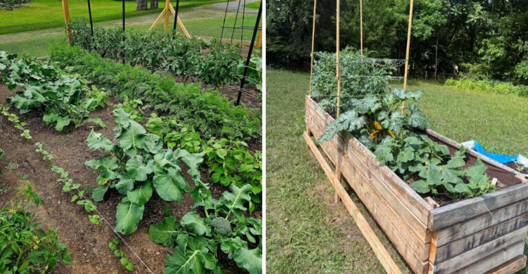 The Gardening Trend That Could Help North Carolina Families Save Hundreds On Produce