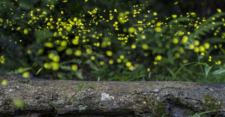 Fireflies (featured image)