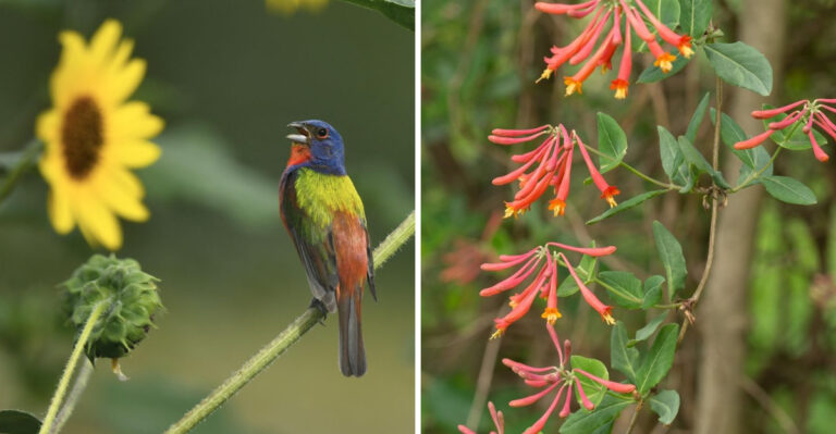The Georgia Plants Painted Buntings Spend The Most Time Around In Summer