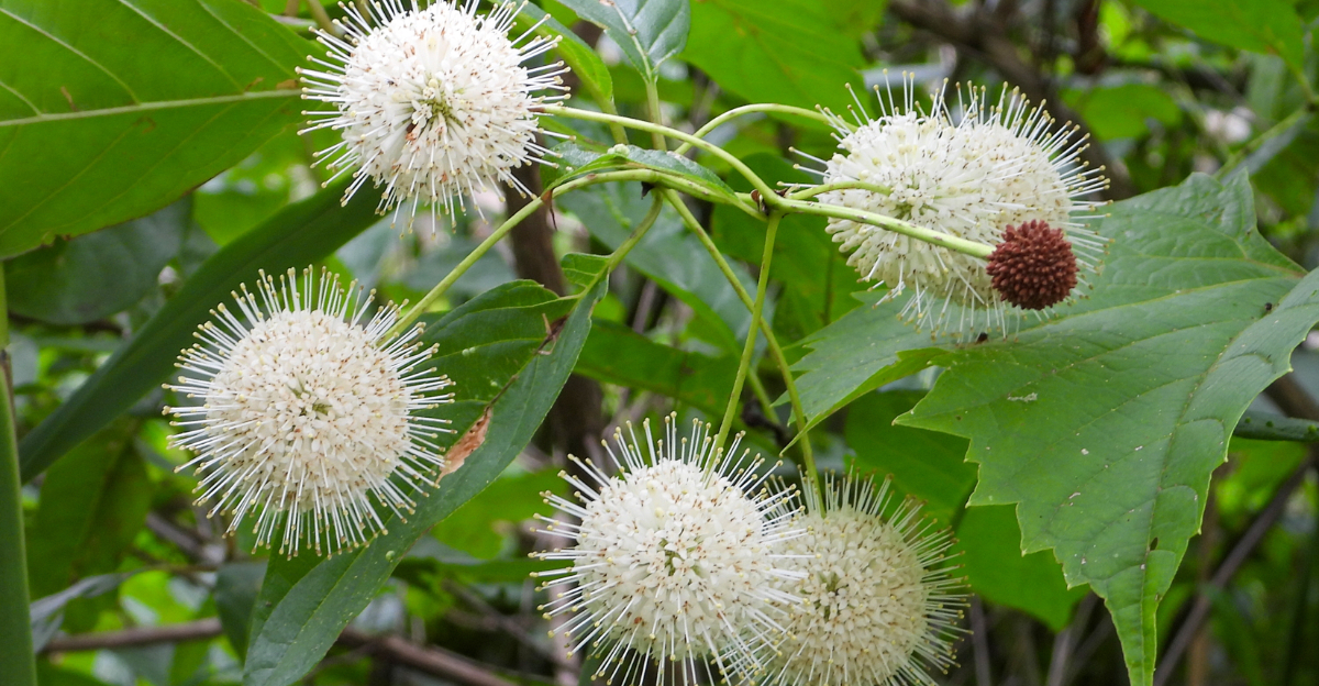 plant (featured image)