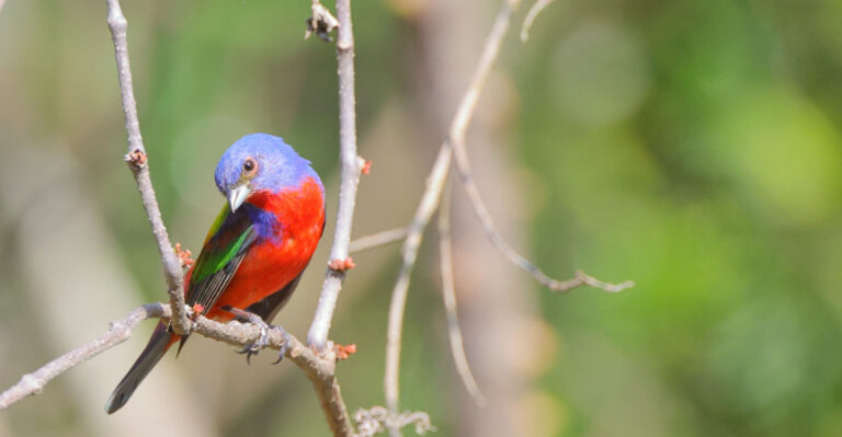 painted buntings (featured image)
