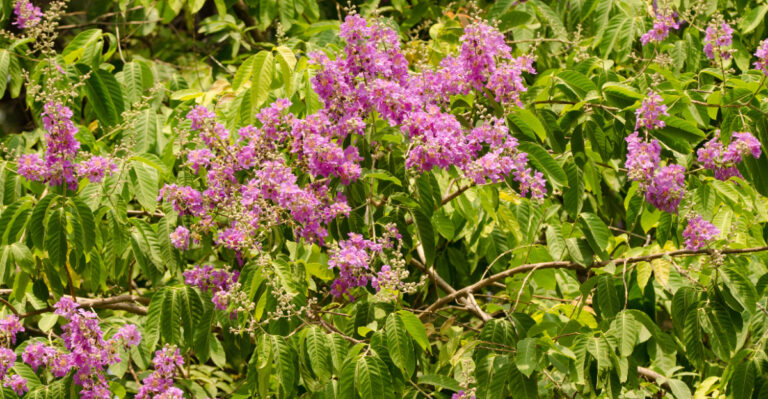 plant (featured image)