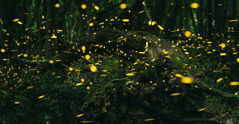 fireflies (featured image)