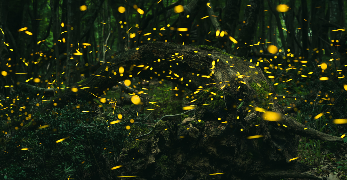 fireflies (featured image)