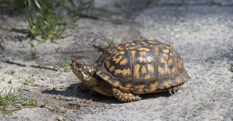 box turtles (featured image)