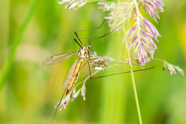crane fly
