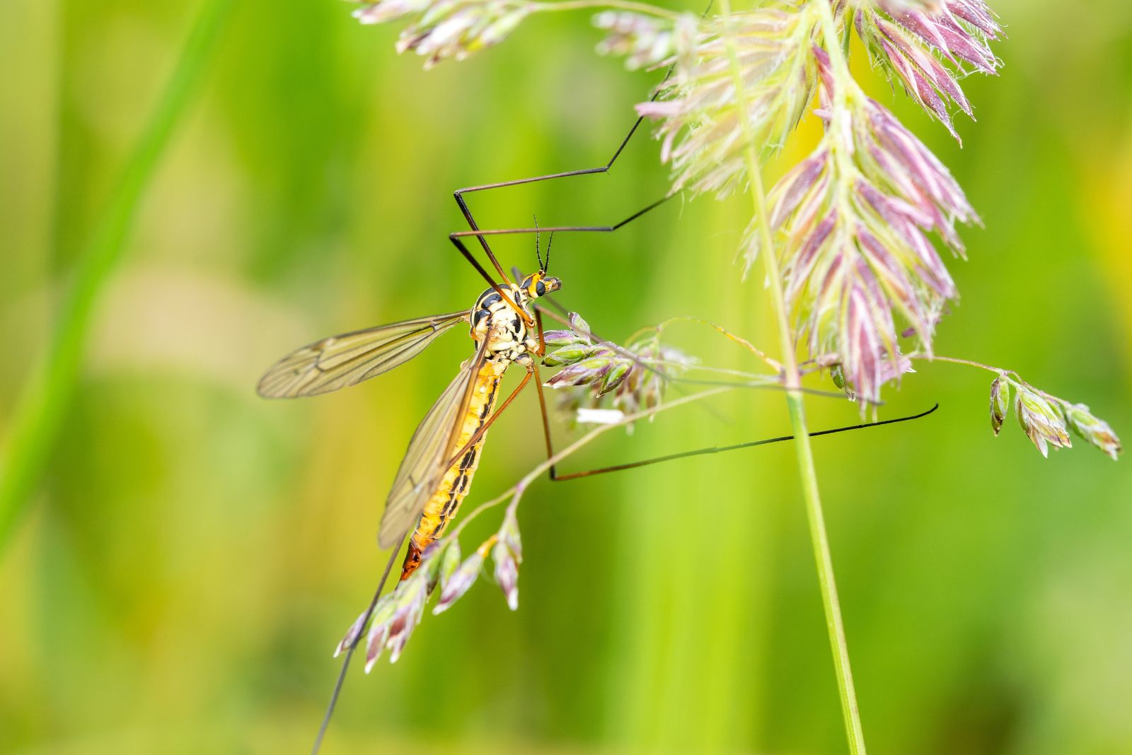 crane fly