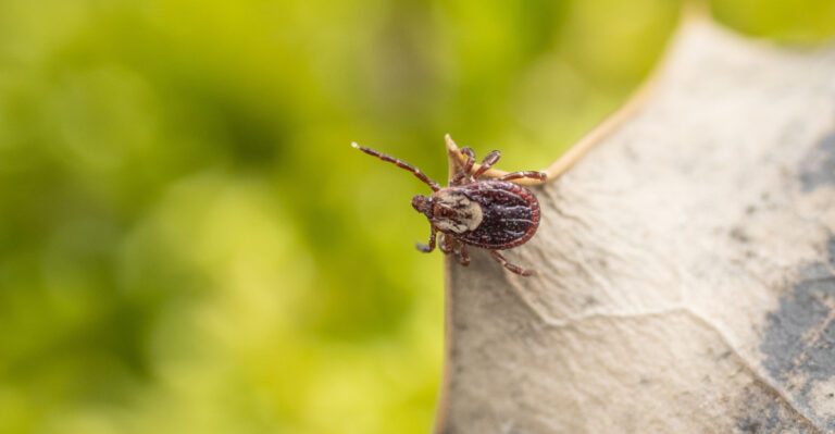 tick on a dry leaf
