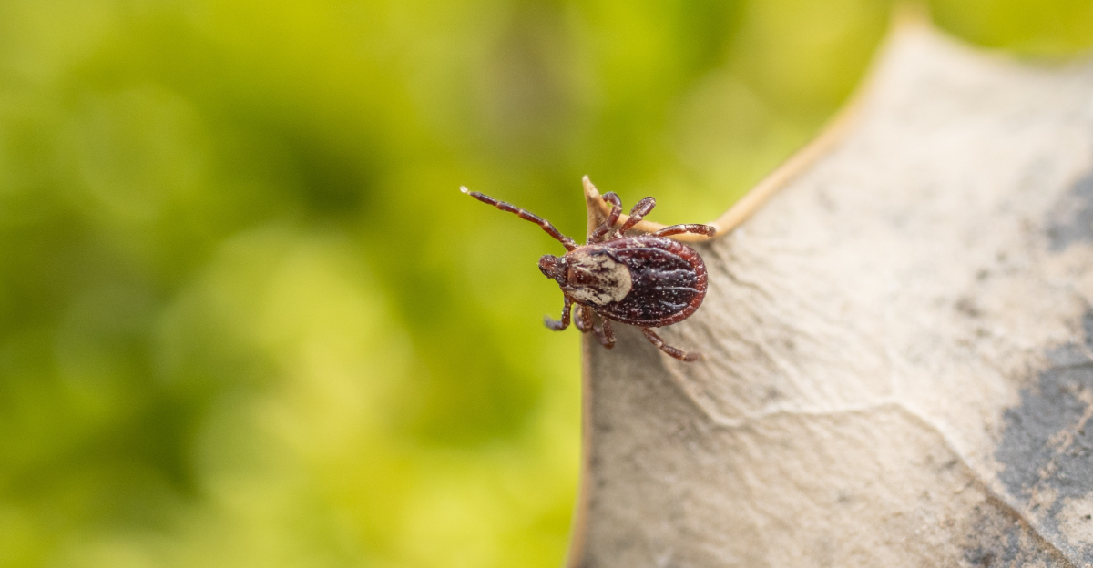 tick on a dry leaf
