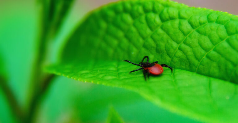 The Grass-Cutting Habits That Bring More Ticks Into Oregon Yards This Summer