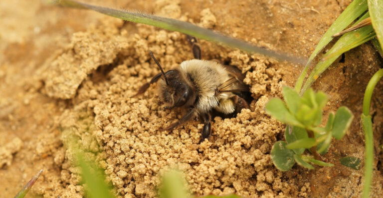 The Ground-Nesting Bees California Gardeners Often Mistake For Yellow Jackets