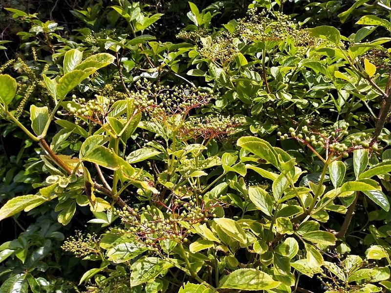 The Growth Rate That Surprises Every First-Time Grower